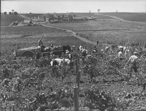 Walgrove Minchinbury Wines